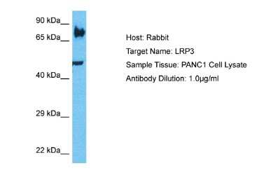 Western Blot: LRP3 Antibody [NBP2-84145]