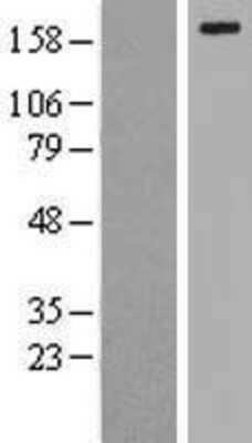 Western Blot: LRP-6 Overexpression Lysate [NBL1-12672]