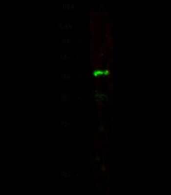 Western Blot: LRPAP Antibody (009) [NBP2-90513]