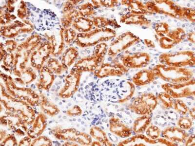 Immunohistochemistry-Paraffin: LRPAP Antibody (011) [NBP2-90514]