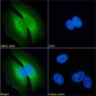 Immunocytochemistry/ Immunofluorescence: LRPAP Antibody (7F1) - Chimeric - Azide and BSA Free [NBP3-12047]