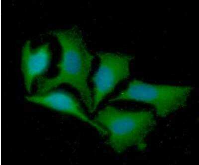 Immunocytochemistry/ Immunofluorescence: LRPAP Antibody (8G8) - BSA Free [NBP2-42682]