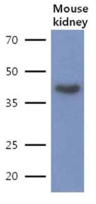 Western Blot: LRPAP Antibody (8G8)BSA Free [NBP2-42682]