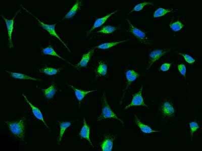 Immunocytochemistry/ Immunofluorescence: LRPAP Antibody [NBP2-99549]