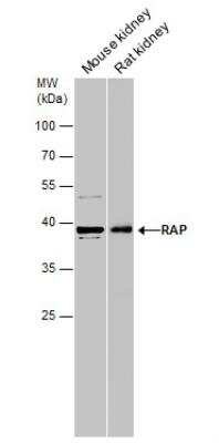 Western Blot: LRPAP Antibody [NBP2-15088]