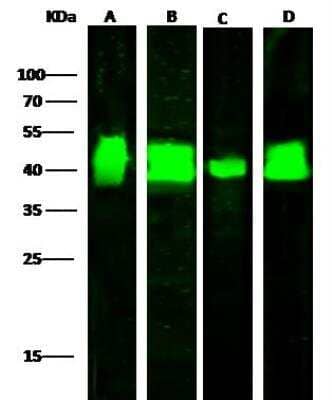 Western Blot: LRPAP Antibody [NBP2-99704]