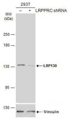 Western Blot: LRPPRC Antibody [NBP1-32744]