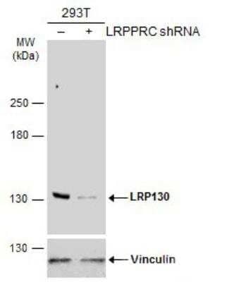 Western Blot: LRPPRC Antibody [NBP2-19373]