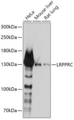 Western Blot: LRPPRC AntibodyBSA Free [NBP3-04383]