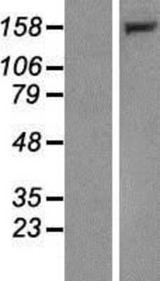 Western Blot: LRPPRC Overexpression Lysate [NBP2-05710]