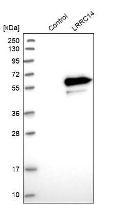 Western Blot: LRRC14 Antibody [NBP1-81557]