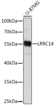 Western Blot: LRRC14 AntibodyAzide and BSA Free [NBP3-15519]