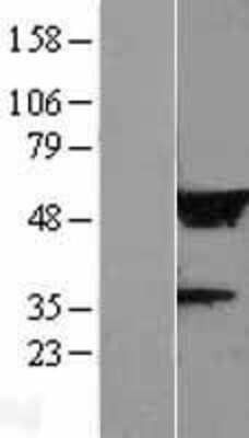 Western Blot: LRRC14 Overexpression Lysate [NBL1-12675]