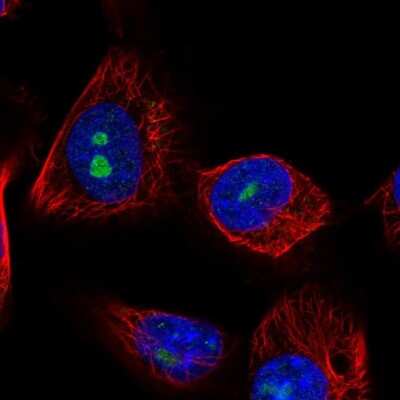 Immunocytochemistry/ Immunofluorescence: LRRC23 Antibody [NBP1-88962]