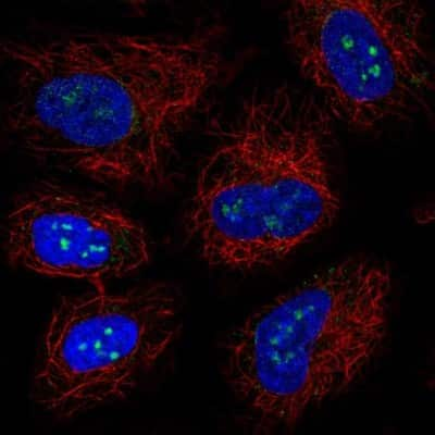 Immunocytochemistry/ Immunofluorescence: LRRC23 Antibody [NBP2-38827]