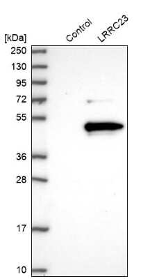 Western Blot: LRRC23 Antibody [NBP1-88962]