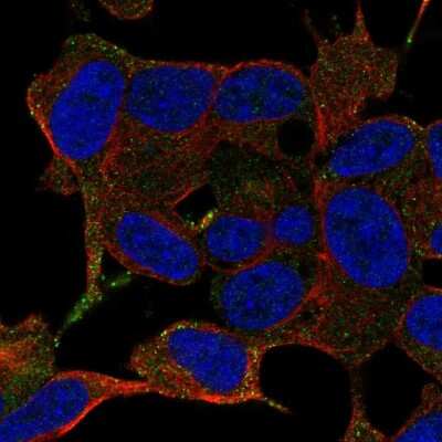 Immunocytochemistry/ Immunofluorescence: LRRC24 Antibody [NBP2-58762]