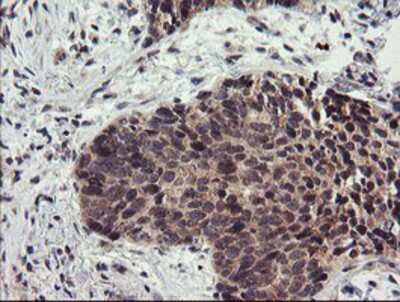 Immunohistochemistry-Paraffin: LRRC25 Antibody (OTI1D9) [NBP2-03747]