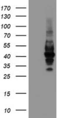 Western Blot: LRRC25 Antibody (OTI1D9) [NBP2-03747]