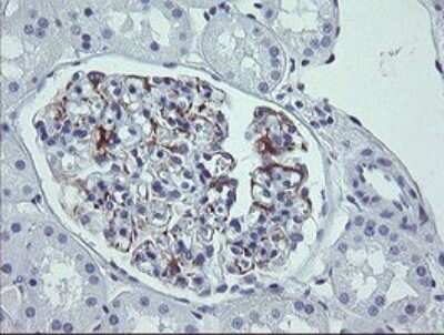 Immunohistochemistry: LRRC25 Antibody (OTI1A2) - Azide and BSA Free [NBP2-72529]
