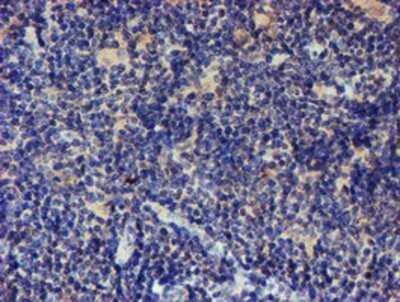 Immunohistochemistry: LRRC25 Antibody (OTI1D9) - Azide and BSA Free [NBP2-72523]
