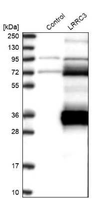 Western Blot: LRRC3 Antibody [NBP1-88289]