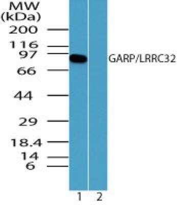 Western Blot: LRRC32/GARP Antibody [NBP2-24664]