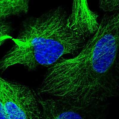 Immunocytochemistry/ Immunofluorescence: LRRC34 Antibody [NBP1-81146]