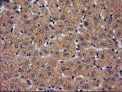 Immunohistochemistry-Paraffin: LRRC35 Antibody (OTI2A9) [NBP2-00577]