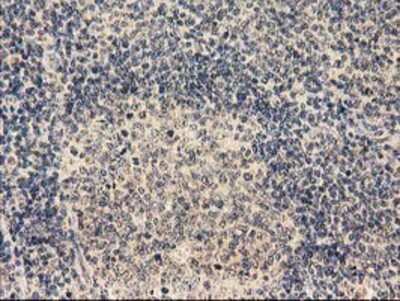 Immunohistochemistry-Paraffin: LRRC35 Antibody (OTI2A9) [NBP2-00577]