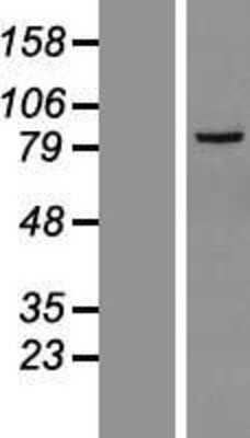 Western Blot: LRRC36 Overexpression Lysate [NBL1-12688]