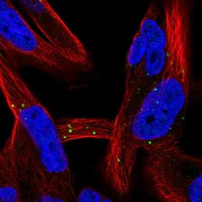 Immunocytochemistry/ Immunofluorescence: LRRC37A2 Antibody [NBP2-33438]