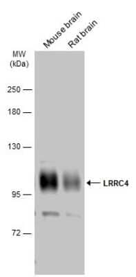 Western Blot: LRRC4 Antibody [NBP3-13186]