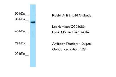 Western Blot: LRRC40 Antibody [NBP2-83156]