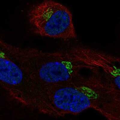 Immunocytochemistry/ Immunofluorescence: LRRC43 Antibody [NBP2-55428]