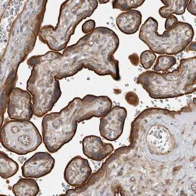 Immunohistochemistry-Paraffin: LRRC45 Antibody [NBP1-93509]