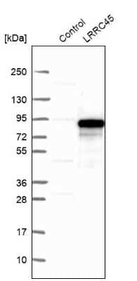 Western Blot: LRRC45 Antibody [NBP1-93508]