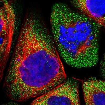 Immunocytochemistry/ Immunofluorescence: LRRC46 Antibody [NBP1-81189]
