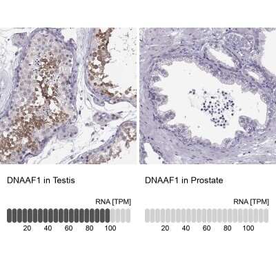 Immunohistochemistry-Paraffin: LRRC50 Antibody [NBP2-62685]