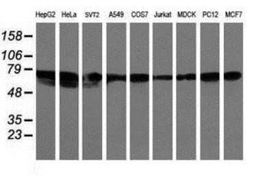 Western Blot: LRRC50 Antibody (OTI2C4)Azide and BSA Free [NBP2-72536]