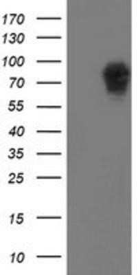 Western Blot: LRRC50 Antibody (OTI2C4)Azide and BSA Free [NBP2-72536]