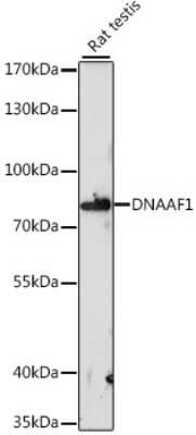 Western Blot: LRRC50 AntibodyAzide and BSA Free [NBP3-03754]