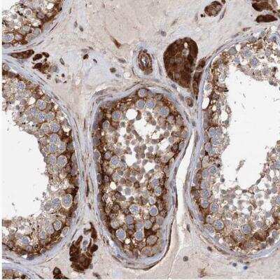 Immunohistochemistry-Paraffin: LRRC56 Antibody [NBP1-85030]