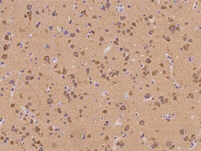 Immunohistochemistry-Paraffin: LRRC56 Antibody [NBP2-98195]