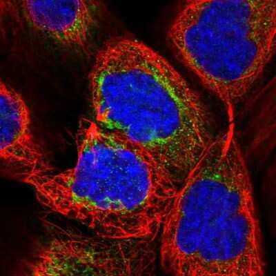 Immunocytochemistry: LRRC57 Antibody [NBP1-83485]