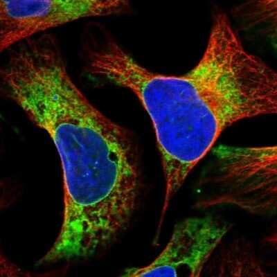 Immunocytochemistry/ Immunofluorescence: LRRC59 Antibody [NBP1-93952]