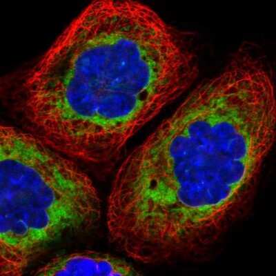 Immunocytochemistry/ Immunofluorescence: LRRC59 Antibody [NBP1-93953]