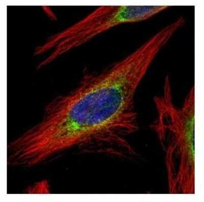 Immunocytochemistry/ Immunofluorescence: LRRC59 Antibody [NBP2-17172]
