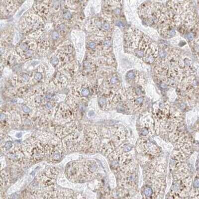 Immunohistochemistry-Paraffin: LRRC59 Antibody [NBP1-93952]