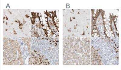 Immunohistochemistry-Paraffin: LRRC59 Antibody [NBP1-93953]